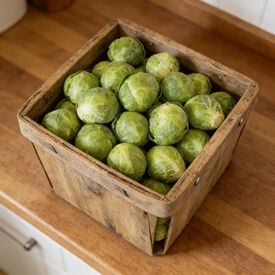 Gustus, (F1) Brussels Sprout Seeds